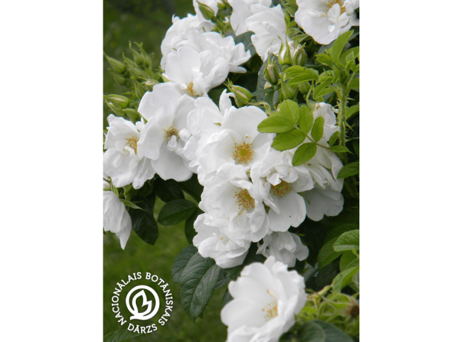 Rosa rugosa   'Pārsla'